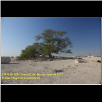 29273 02 0031 Tree of Life, Bahrain, Emirate 2017.jpg